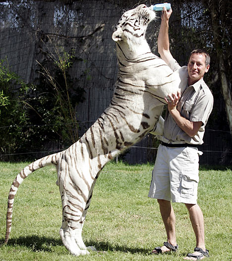 Incredible photos are of a White Bengal Tiger named Odin!