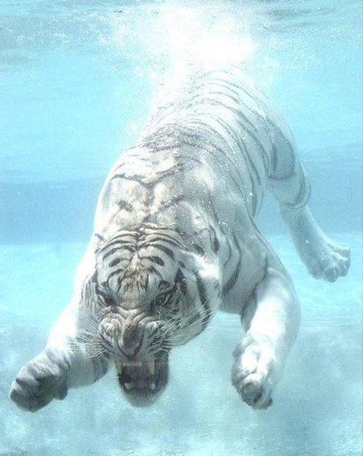 Incredible photos are of a White Bengal Tiger named Odin!