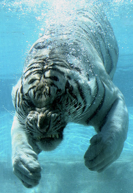 Incredible photos are of a White Bengal Tiger named Odin!