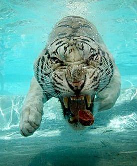 Incredible photos are of a White Bengal Tiger named Odin!