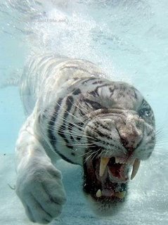 Incredible photos are of a White Bengal Tiger named Odin!