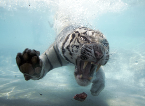 Incredible photos are of a White Bengal Tiger named Odin!