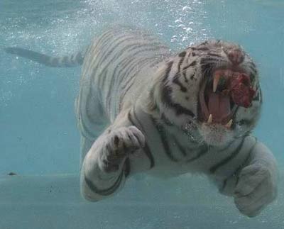 Incredible photos are of a White Bengal Tiger named Odin!