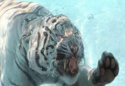 Incredible photos are of a White Bengal Tiger named Odin!