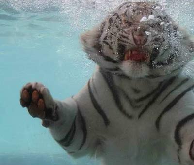 Incredible photos are of a White Bengal Tiger named Odin!