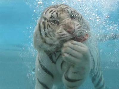 Incredible photos are of a White Bengal Tiger named Odin!