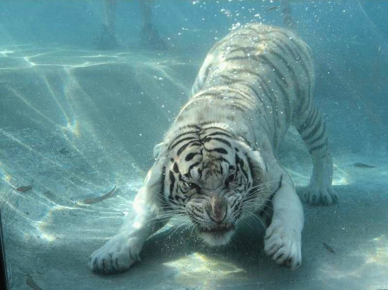 Incredible photos are of a White Bengal Tiger named Odin!