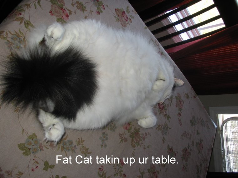 My fat cat taking up my table