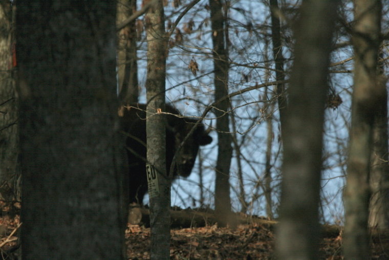 A pic i took of a buffalo peeking out from behind a tree just before he and two others charged and tried to kill us.