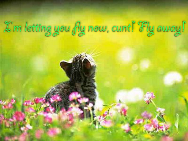 melt gibson cats - spring wallpaper cat - I'm letting you fly now, cunl Fly away!