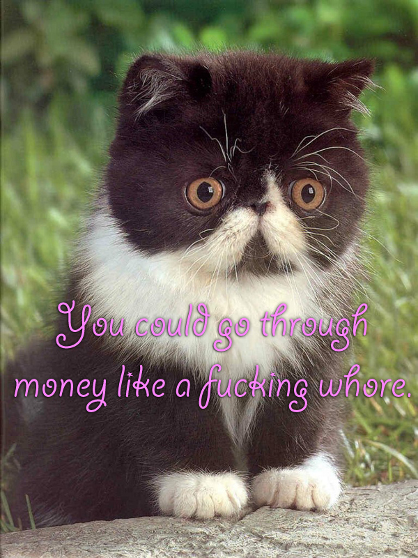 melt gibson cats - persian owl cat - You could go through money a fucking whore