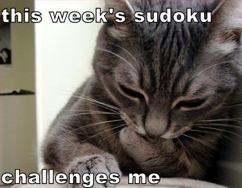 sudoku playing cat