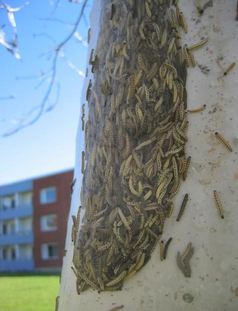 Caterpillar Infestation