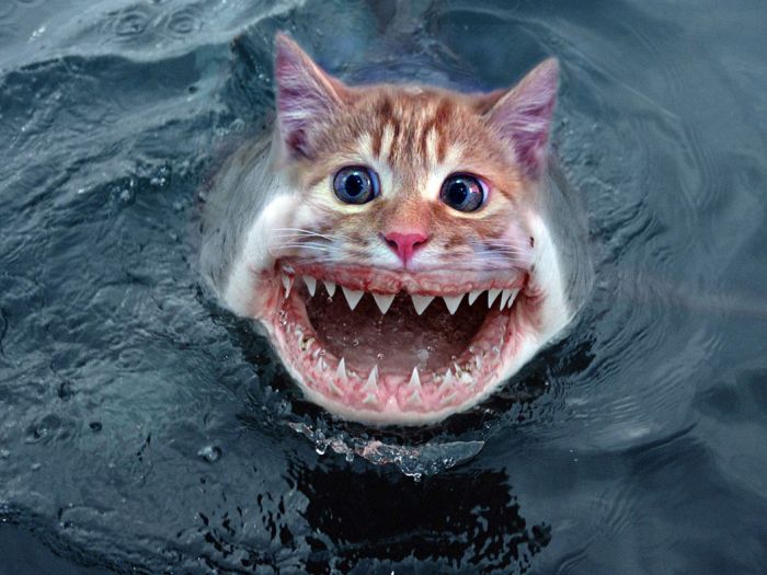 SCARY CAT FISH
