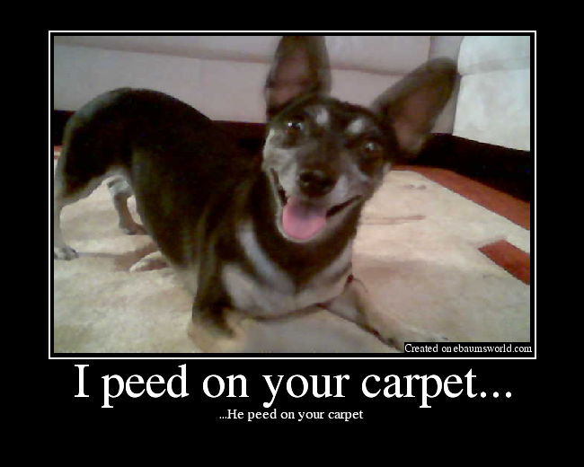 ...He peed on your carpet