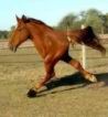 a horse on two legs