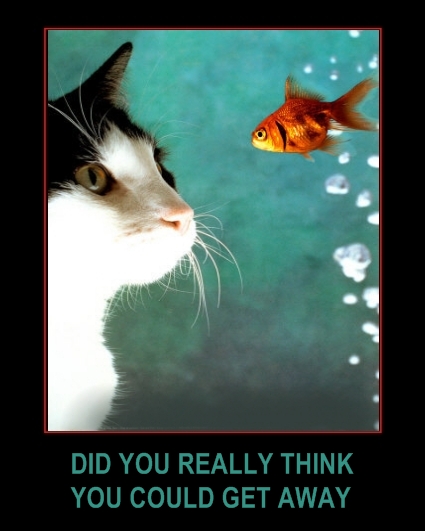FUNNY ANIMAL PICTURE POSTER