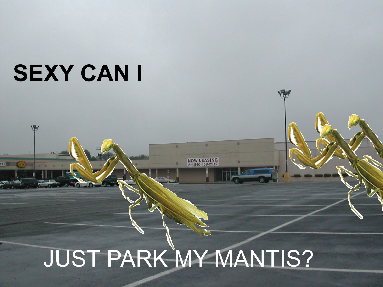 Sexy can I just park my mantis?