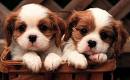 cute puppies 2