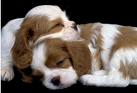 cute puppies 2