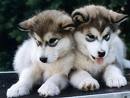 cute puppies 3