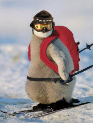 this penguin is gangsta