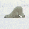 the drunk polar bear