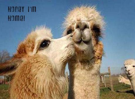 llamas need love too 3