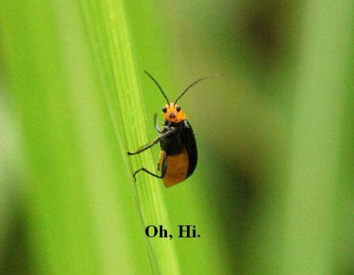 Insect says, hi