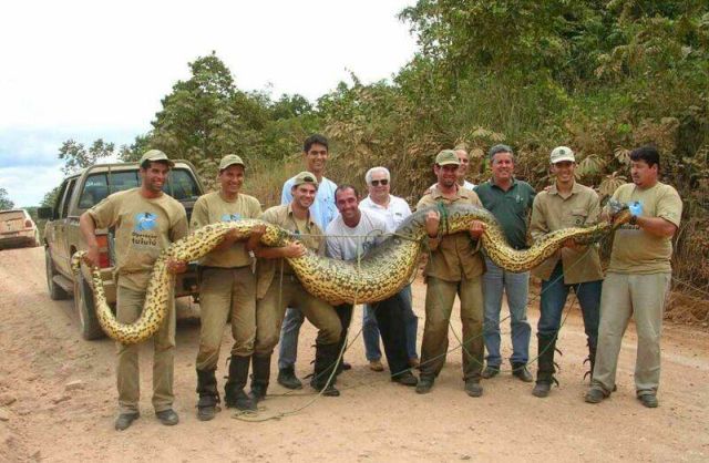 Biggest Snake    ever!!!!