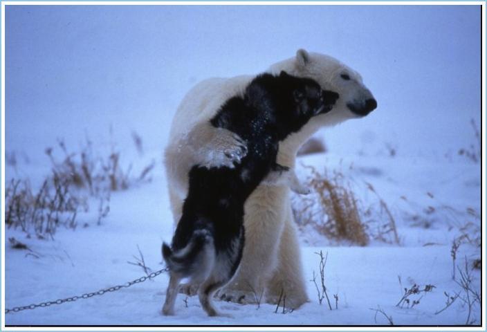 Polar Bear  Sled Dogs