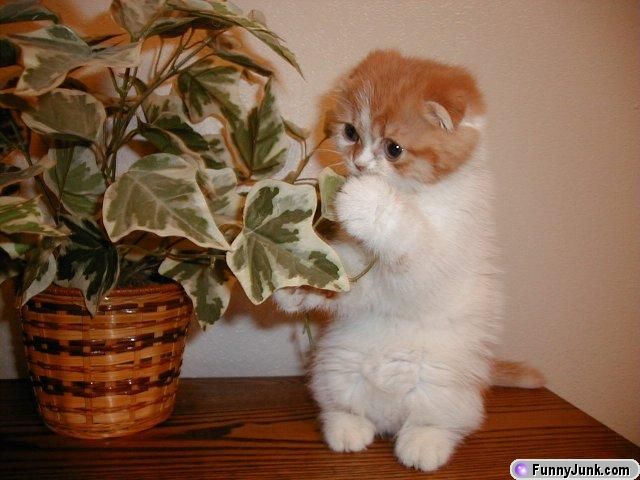 Cutest kitten ever