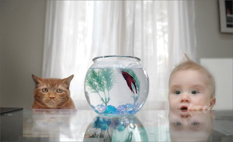 no matter who gets it first, it will not end well for the fish
