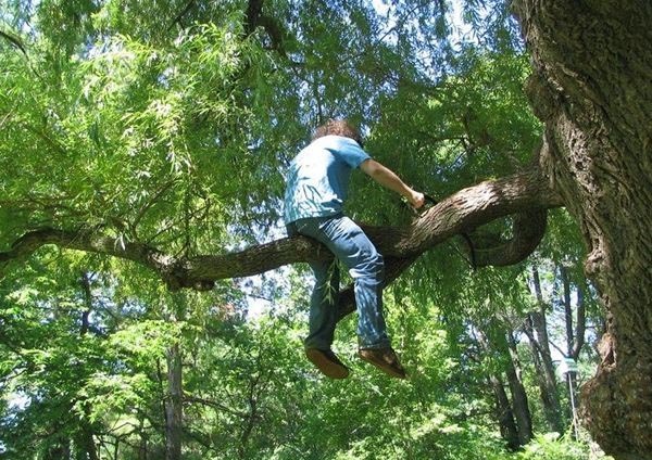 idiot cuts down tree