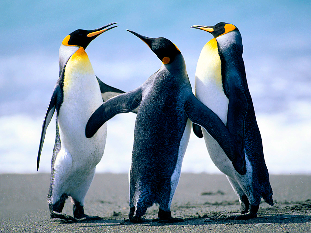just three penguins thats all