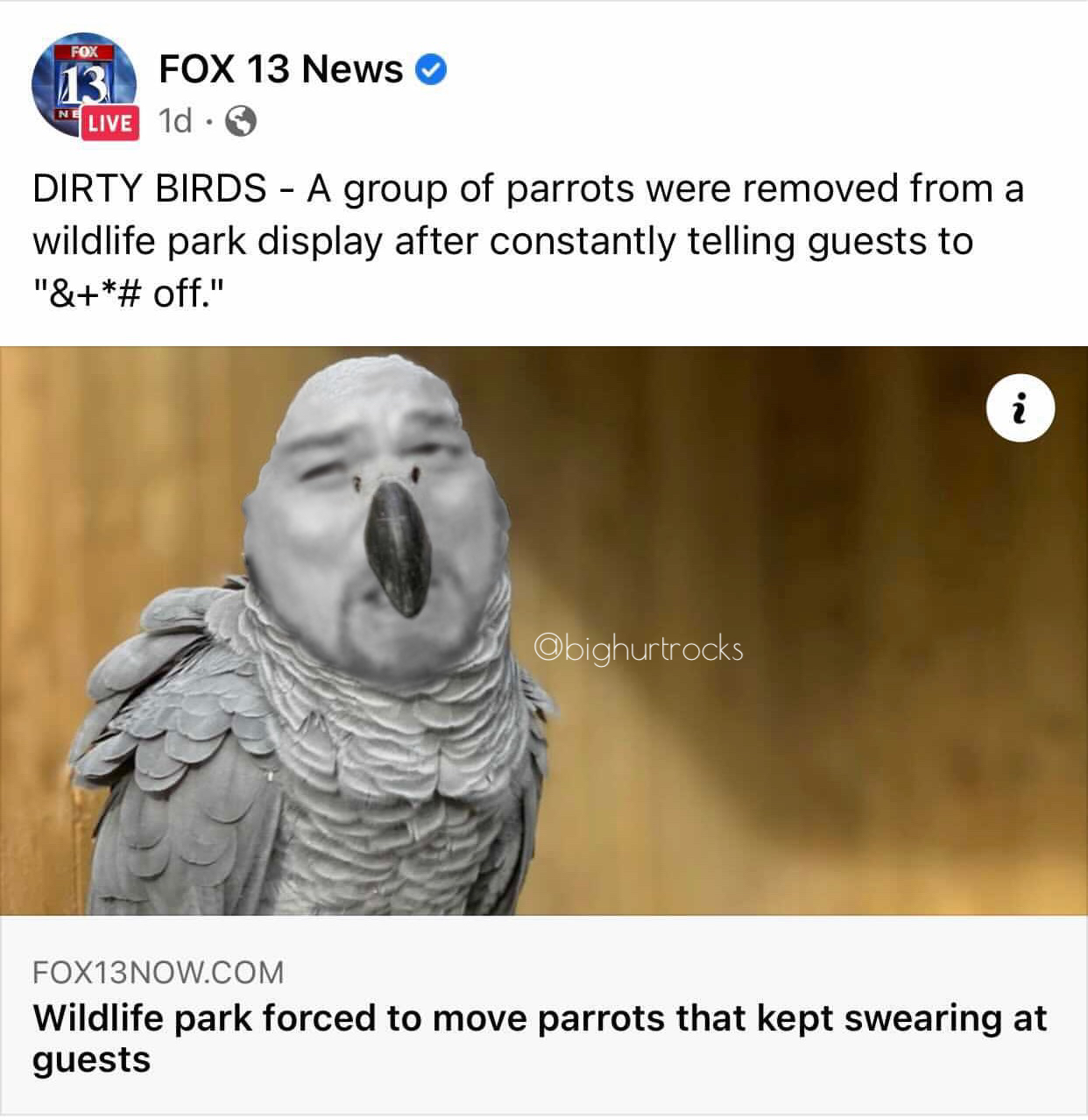 bighurtrocks- photo caption - 13 Fox 13 News Live 1d. Dirty Birds A group of parrots were removed from a wildlife park display after constantly telling guests to