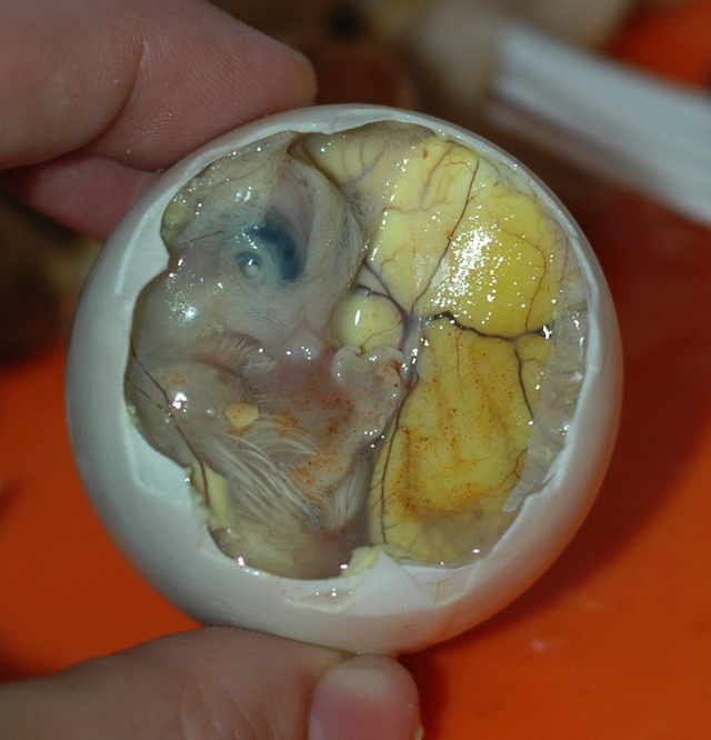 Balut:duck embryo boiled alive in shell