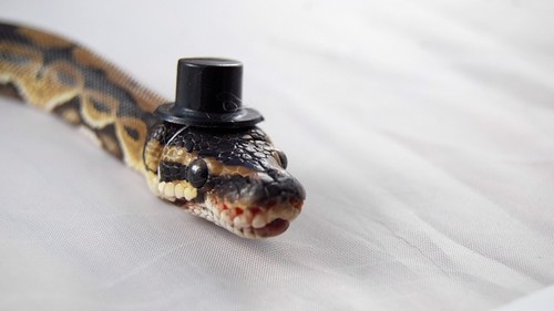 Snakes Wearing Hats