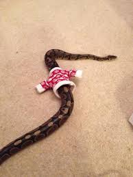 Coming soon...Snakes wearing sweaters!