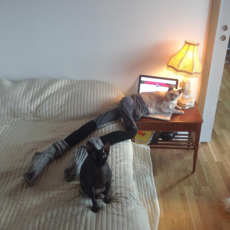 cat with tights
