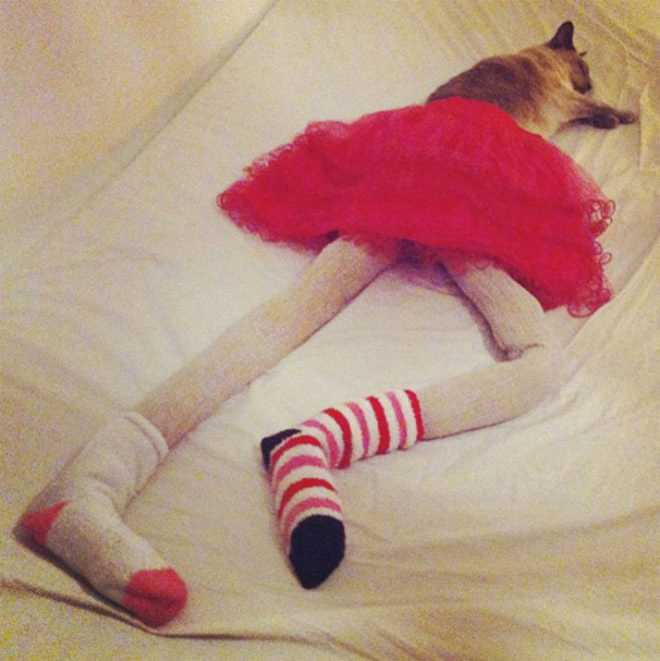 cat wearing tights