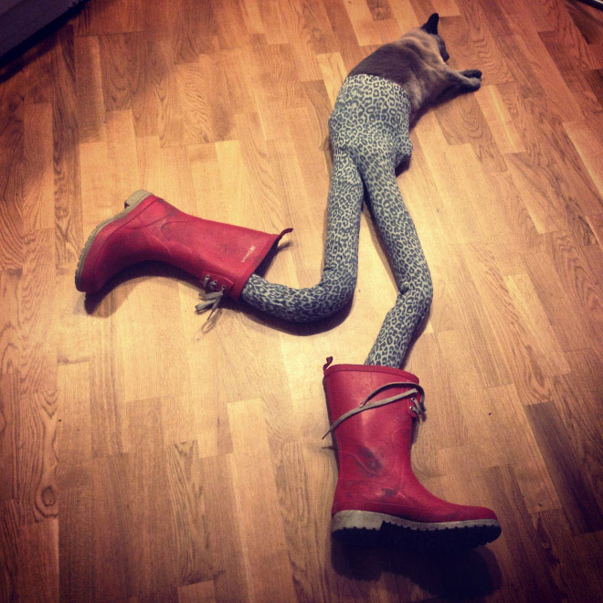 cats with tights -