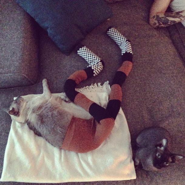 really strange picture of a cat with tights