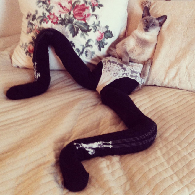 cats wearing tights - 2