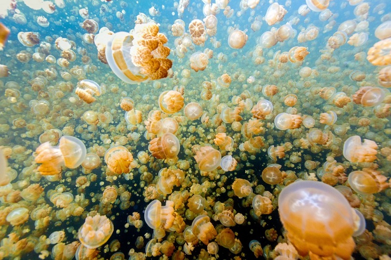 Each day, more than 10 million golden jellyfish perform a habitual migration within Jellyfish Lake, a remote marine lake on the island of Palau. While jellyfish are often know for drifting aimlessly at sea, these golden jellies propel themselves forward by pumping water through their golden bells. This daily dance draws numerous visitors to the Pacific Islands Jellyfish Lake each year.