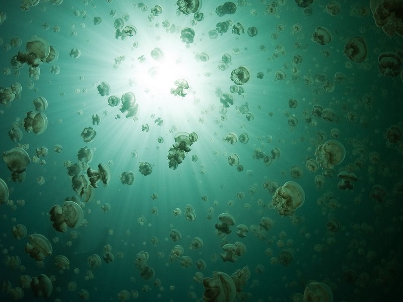 The unique migration that takes place in Jellyfish Lake is all caused by a need for direct sunlight. Golden jellyfish need sunlight to survive, as the suns rays provide important nutrients to the algae-like organisms that inhabit the jellyfishs tissues. Formally called zooxanthellae, these endosymbiotic dinoflagellates create energy through photosynthesis, and provide that to the jellyfish in exchange for inorganic molecules. Without the sun, these organisms would die, robbing their hosts of important, life-giving energy