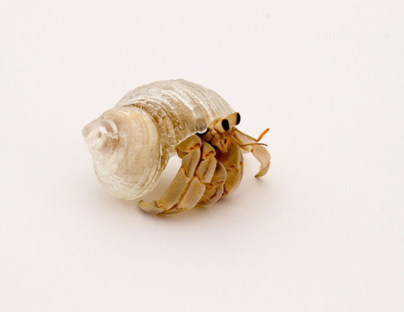 Translucent Hermit Crab Shells