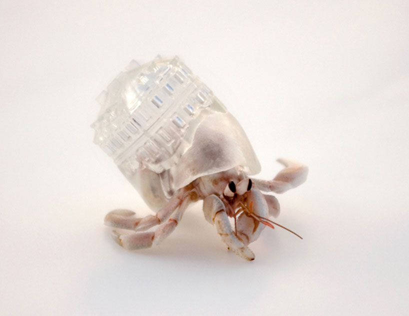 Translucent Hermit Crab Shells