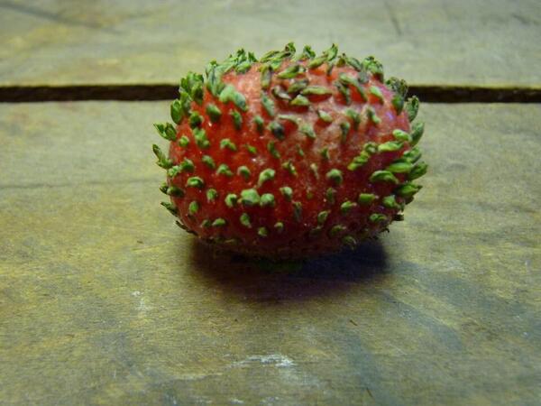 strawberry seeds germinating