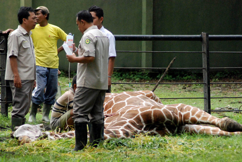 The zoos last remaining giraffe perished. An autopsy revealed a beach-ball sized wad of plastic food wrappers inside its stomach that weighed a shocking 39 pounds.